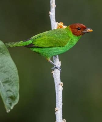 Trinidad & Tobago: Incredible Birds & Wildlife Tour 2024 | Naturalist ...