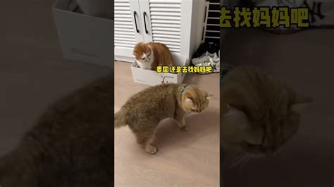 养了黏人的猫 这还怎么学习吖！咯噔小话痨 妈宝喵 Youtube