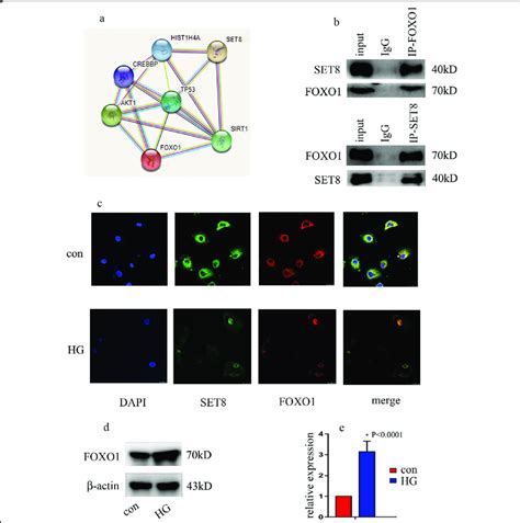 Set Interacted With Foxo A Several Proteins That Interact With Set