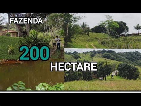 A Venda Fazenda De 200 Hectare 90 Hectare No Pasto E 35 De Cacau