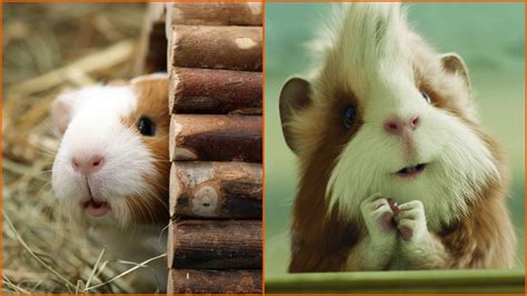 The Best Tv Shows And Movies About Guinea Pigs