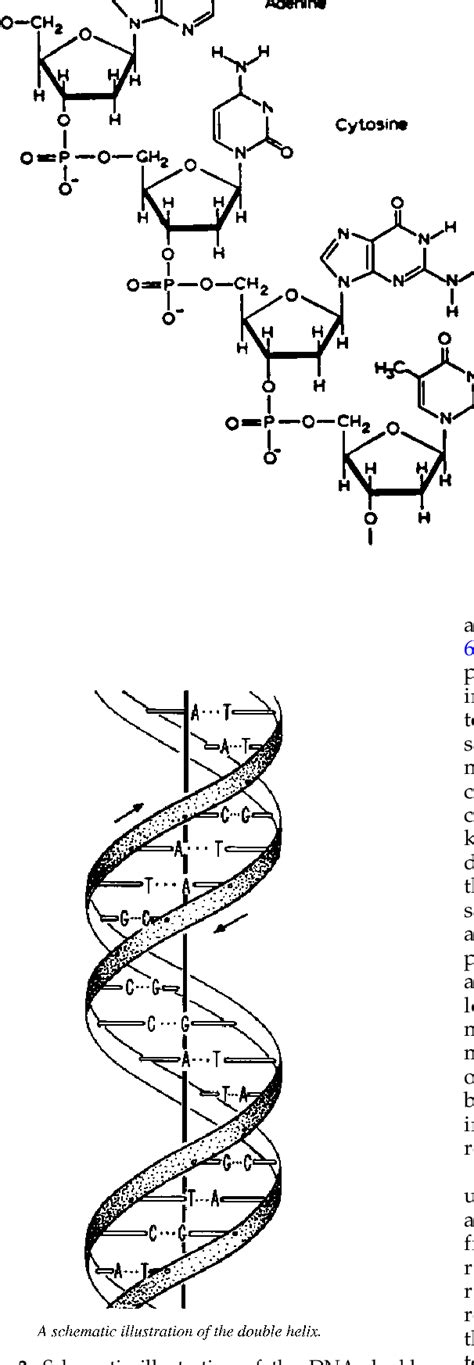 [PDF] The discovery of the DNA double helix. | Semantic Scholar