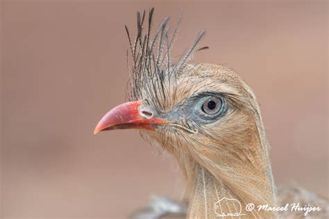 Marcel Huijser Photography Brazilian Birds Red Legged Seriema