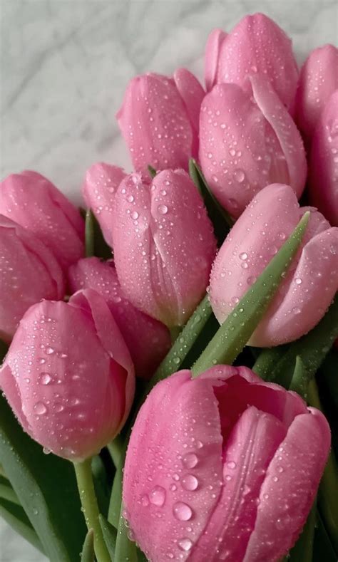 Romantic Pink Flower Wallpapers for a Charming Touch