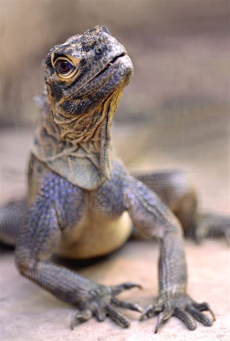 Philippine Sailfin Lizard Stock Photo Image Of Wild 143323676