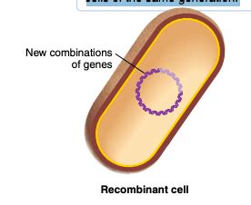 Chapter Microbial Genetics Flashcards Quizlet