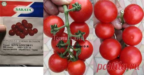 Томат черри блосэм Огород без хлопот - информационный сайт для дачник ...