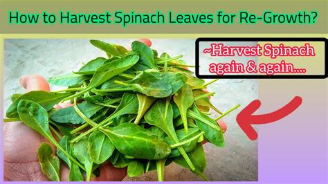 How To Get 5 To 6 Harvests From Spinach Plant How To Harvest Spinach