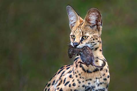 Serval With Prey Photograph by Xavier Ortega - Fine Art America