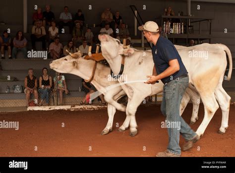 Oxen Team Pulling Competition Hi Res Stock Photography And Images Alamy