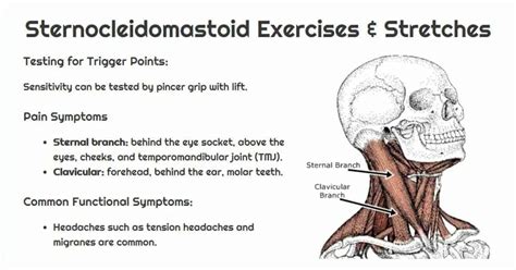 Sternocleidomastoid (SCM) Trigger Points - Sand and Steel Fitness