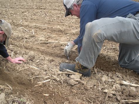 How Does Corn Planting Depth Affect Stand Establishment What S