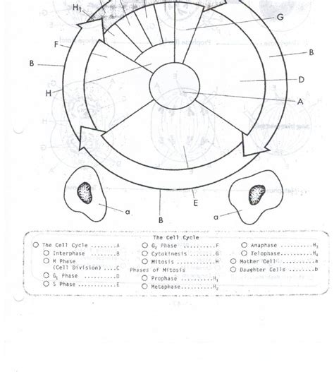 Cell Cycle Drawing Worksheet At Paintingvalley Explore Collection