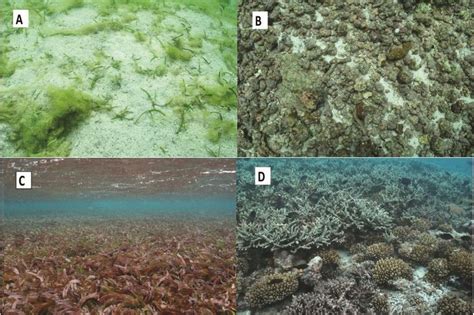 Examples Of Lagoon Map Classification Scheme A Sparse Macroalgae And