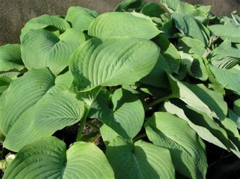 Hostaprinceofwales 600x450 600×450 Pixels Hostas Hosta Plants