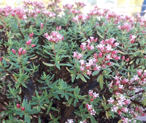 Crassula Sarcocaulis Leesa S Alpines