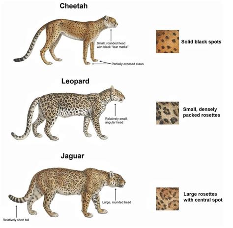 வளவு: Cheetah, Jaguar, Leopard, Panther