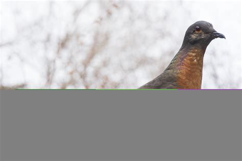 Passenger pigeon - Alchetron, The Free Social Encyclopedia