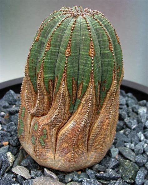 Mr Arrey On Instagram Euphorbia Obesa Eubhorbia Obesa Cactus