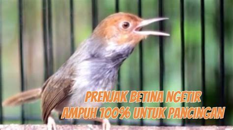 Suara Prenjak Betina Ngetir Paling Ampuh Untuk Pancingan Dan Pikat