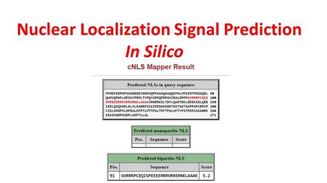 Types Of Nuclear Localization Signals And Mechanisms Of Off