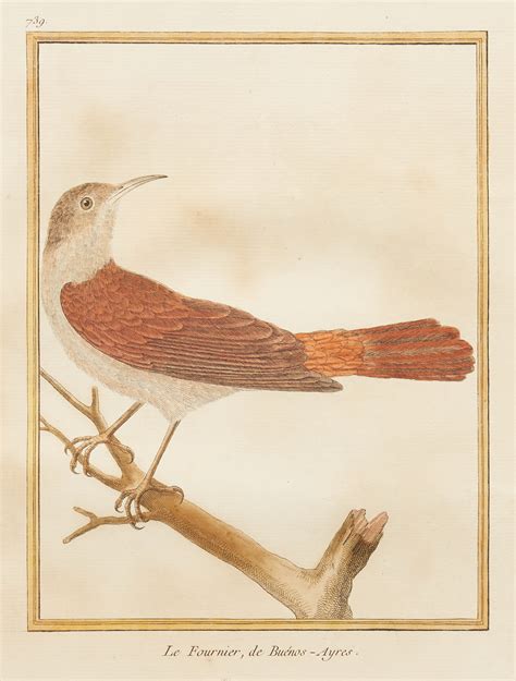 Lot 459: 2 Francois-Nicolas Martinet Bird Engravings | Case Auctions