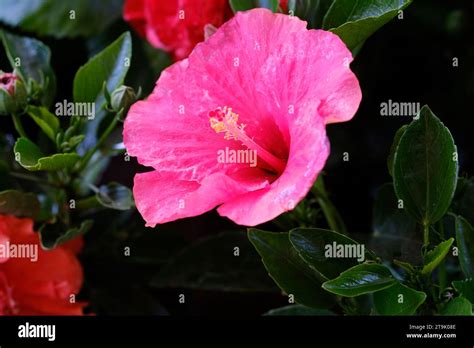 Beautiful Hibiscus Flower Hibiscus Rosa Sinensis On Dark Nature