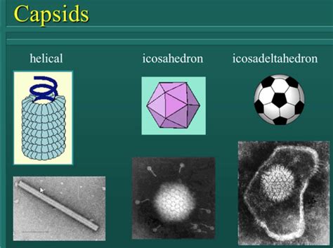 microbio ch  flashcards quizlet