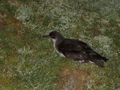 Manx Shearwater | Manx, Sea birds, Island