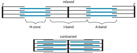 The Muscular System The Musculoskeletal System Mcat Biology Review