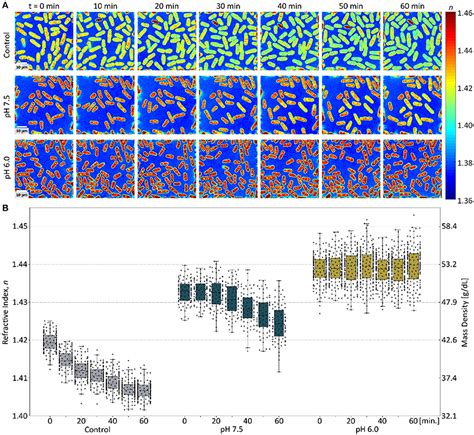 Frontiers Intracellular Mass Density Increase Is Accompanying But Not