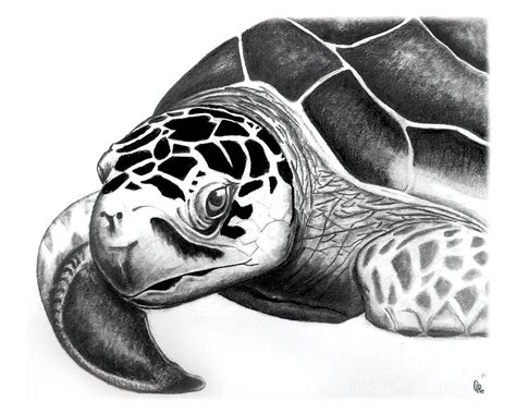 Sea Turtle Drawing by Greg DiNapoli