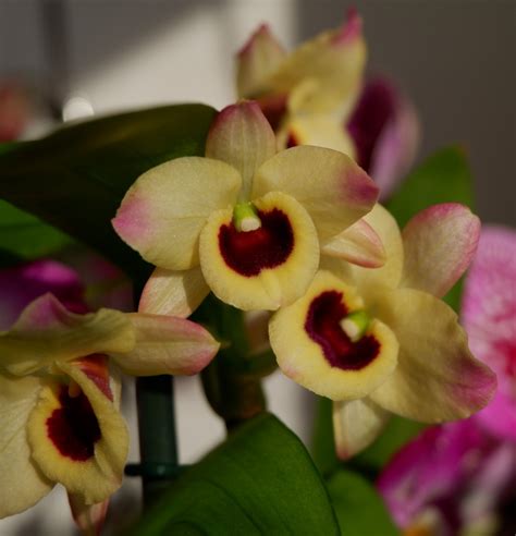 Орхидея Dendrobium nobile Sunny Eyes