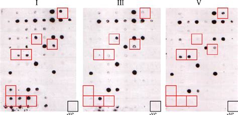 Dot Blot Hybridization Results Clones Of Cdna Library From Metapenaeus