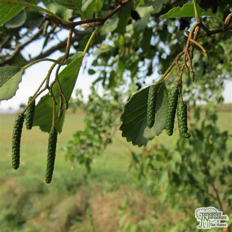 Buy Black Alder Tree Alnus Glutinosa Bare Root For Uk Delivery