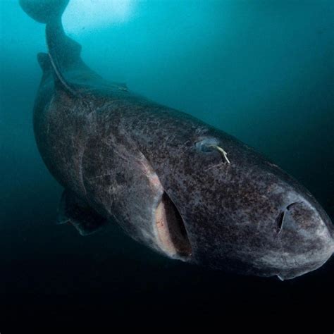 Greenland Shark Finally Gets Protection Flora And Fauna