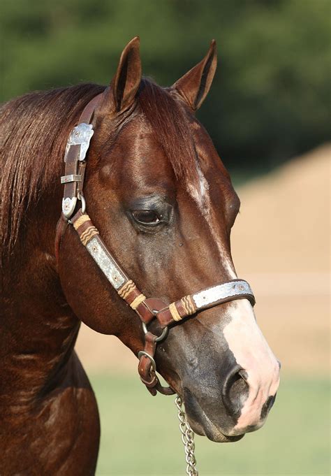 Purchase Boom Shernic Silver Spurs Equine