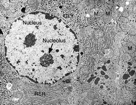 Resultado de imagem para celulas reais microscopio eletrônico ...