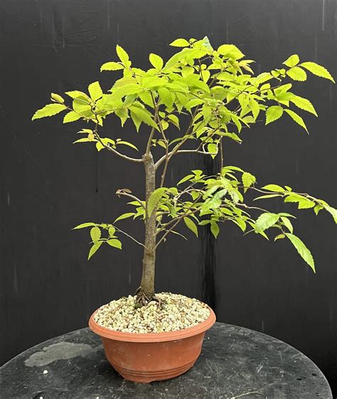 Zelkova Serrata Japanese Zelkova Bonsai Store Bonsai4Me