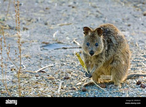 Quokka, short-tailed kangaroo, short-tailed kangaroo, quokkas (Setonix brachyurus), quokkas ...