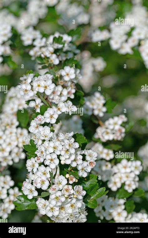 Flowering Hawthorn Crataegus In Spring Stock Photo Alamy