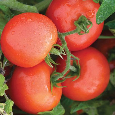 Defiant Hybrid Tomato Late Blight Resistant Tomato Seeds Totally Tomatoes