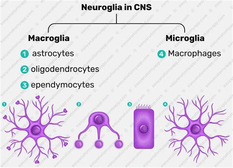 Neuroglia: Structure & Function – Easy Anatomy 3D