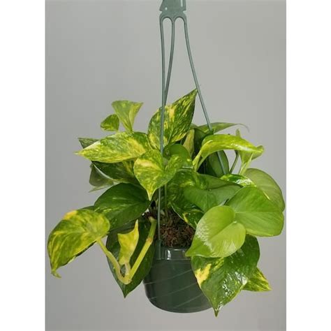 16+ Pothos Plant Hanging - CorinnaAryan