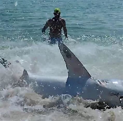 Terrifying Moment Florida Beach Goers Pull A Shark Back Into The Ocean