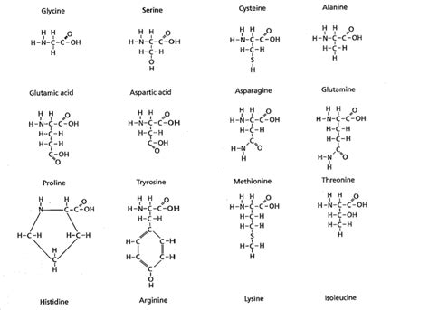 Solved: In The Amino Acid Chart Given In The Instruction S... | Chegg.com