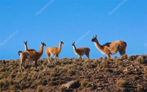 Manada De Guanacos Lama Guanicoe Avistados En Las Estepas De La