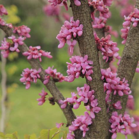 Semillas De Cercis Arbustivo Cercis Chinensis Tog