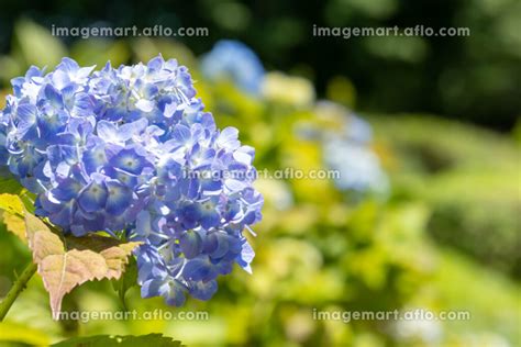 晴れた日の紫陽花の写真素材 219567591 イメージマート