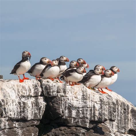 Grímsey | Grímsey Island